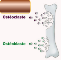 Illustration ostéoclate et ostéoblaste